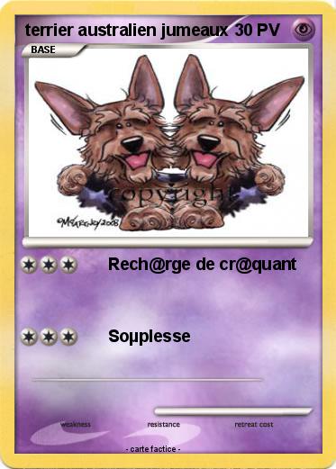 Pokemon terrier australien jumeaux