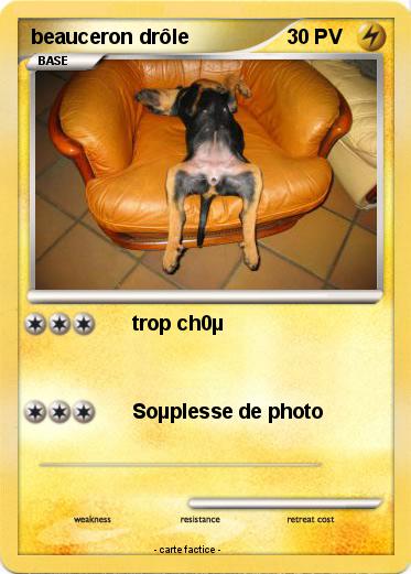 Pokemon beauceron drôle