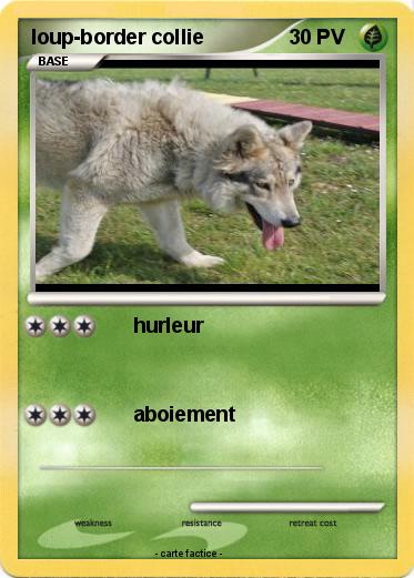 Pokemon loup-border collie