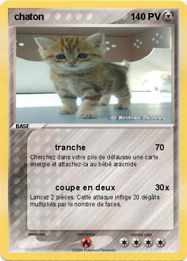 Pokemon chaton 