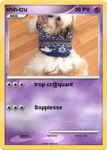 Pokemon shih-tzu