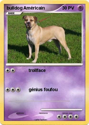 Pokemon bulldog Américain