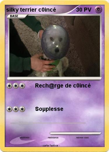 Pokemon silky terrier c0incé