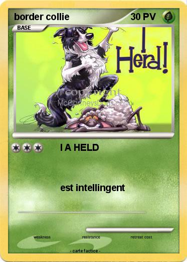 Pokemon border collie