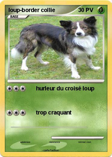 Pokemon loup-border collie