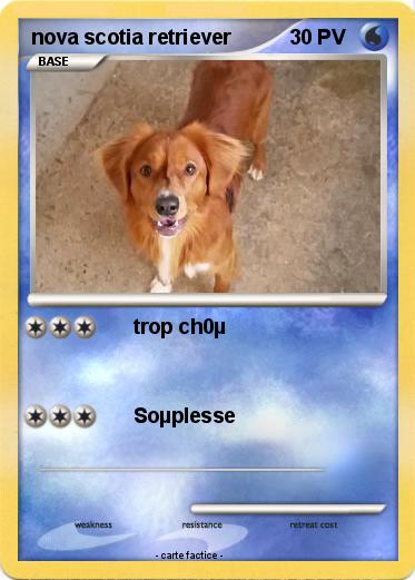 Pokemon nova scotia retriever