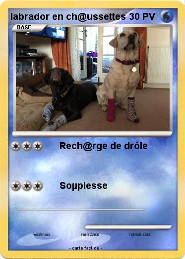 Pokemon labrador en ch@ussettes