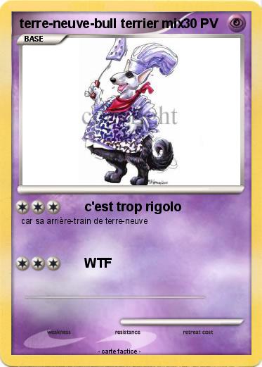 Pokemon terre-neuve-bull terrier mix