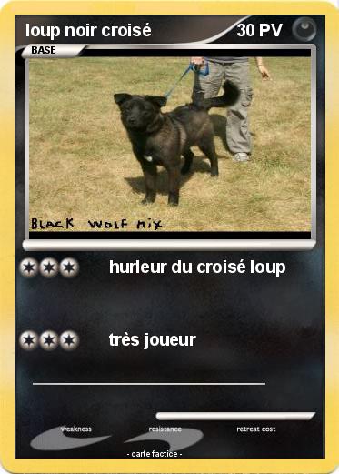 Pokemon loup noir croisé