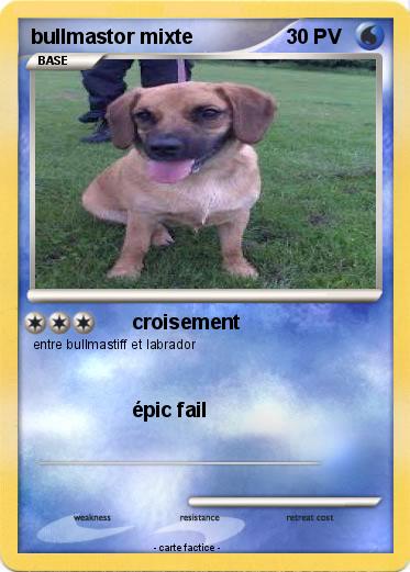 Pokemon bullmastor mixte