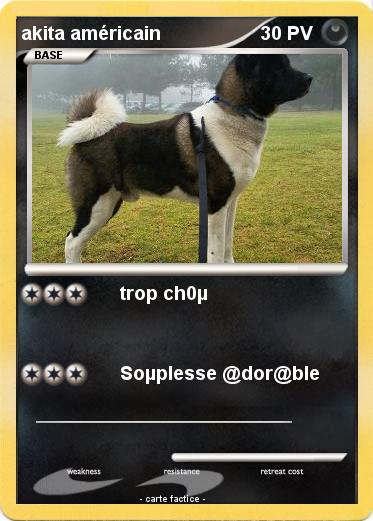 Pokemon akita américain