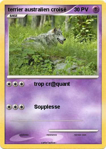 Pokemon terrier australien croisé