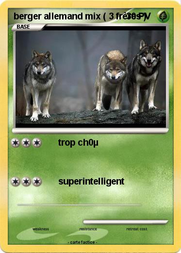 Pokemon berger allemand mix ( 3 frères )