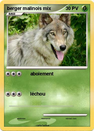 Pokemon berger malinois mix
