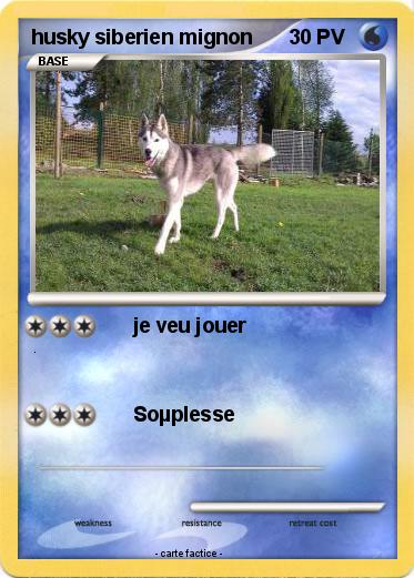 Pokemon husky siberien mignon