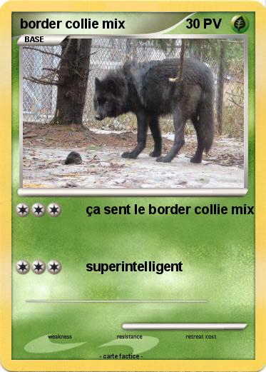 Pokemon border collie mix
