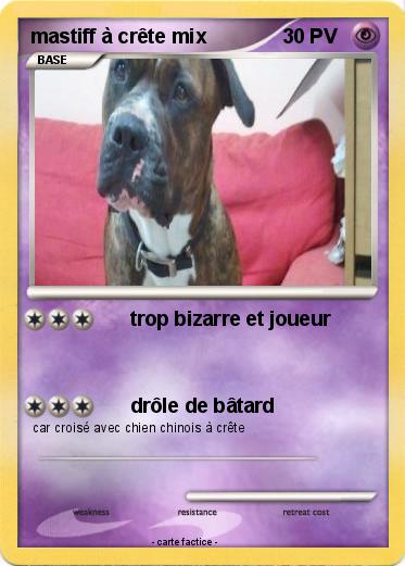 Pokemon mastiff à crête mix