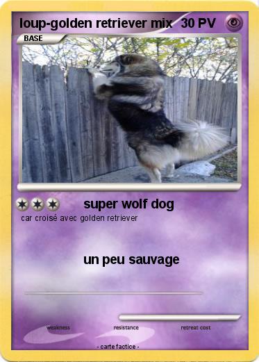 Pokemon loup-golden retriever mix