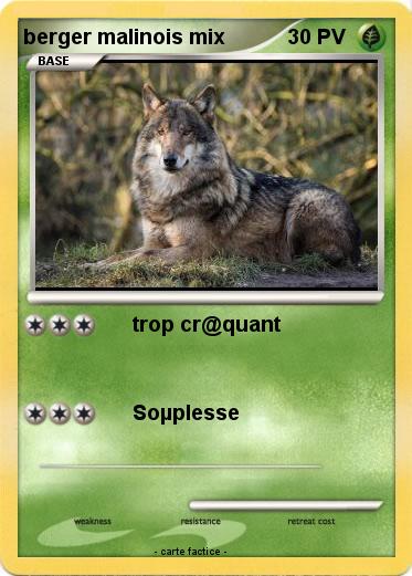Pokemon berger malinois mix