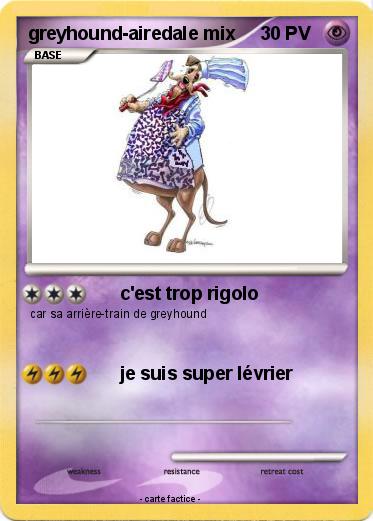 Pokemon greyhound-airedale mix