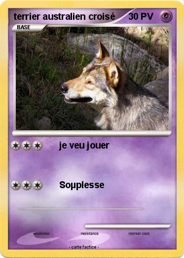 Pokemon terrier australien croisé