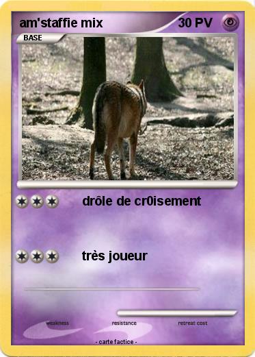 Pokemon am'staffie mix