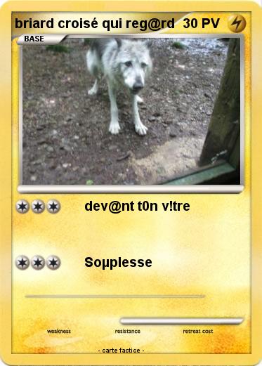 Pokemon briard croisé qui reg@rd