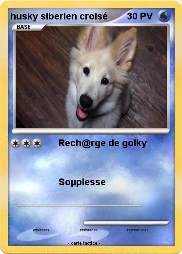 Pokemon husky siberien croisé