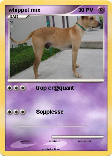 Pokemon whippet mix