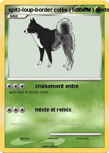 Pokemon spitz-loup-border collie ( femelle ) mixte