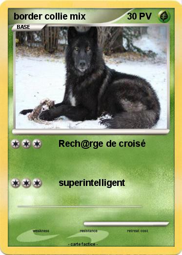Pokemon border collie mix