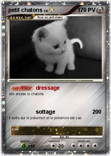 Pokemon petit chatons