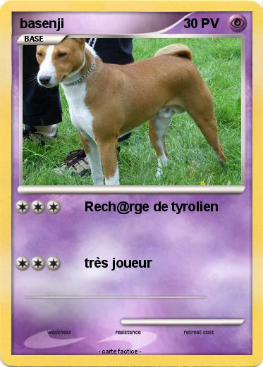 Pokemon basenji