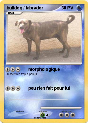 Pokemon bulldog / labrador