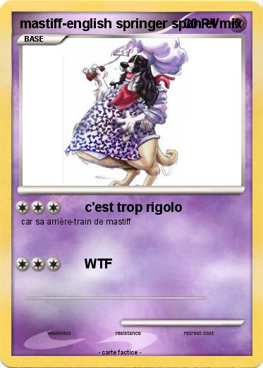 Pokemon mastiff-english springer spaniel mix