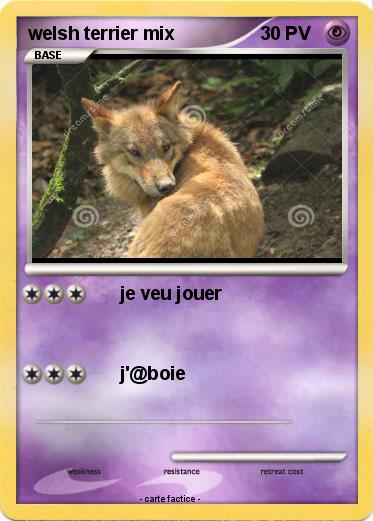 Pokemon welsh terrier mix