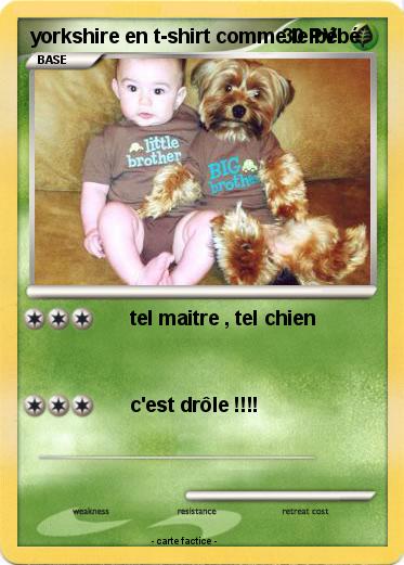 Pokemon yorkshire en t-shirt comme le bébé