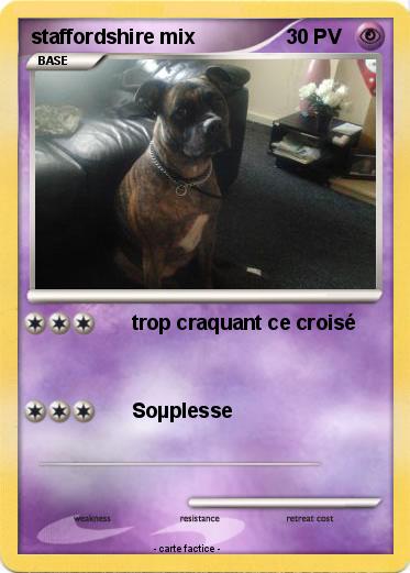 Pokemon staffordshire mix