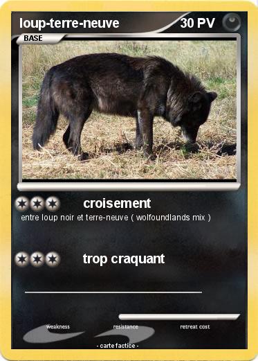 Pokemon loup-terre-neuve