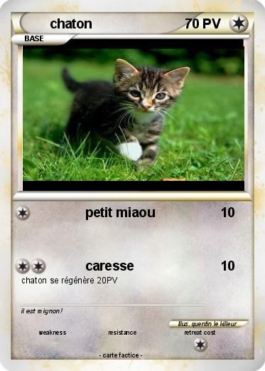 Pokemon chaton