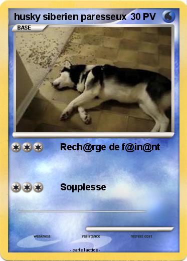 Pokemon husky siberien paresseux