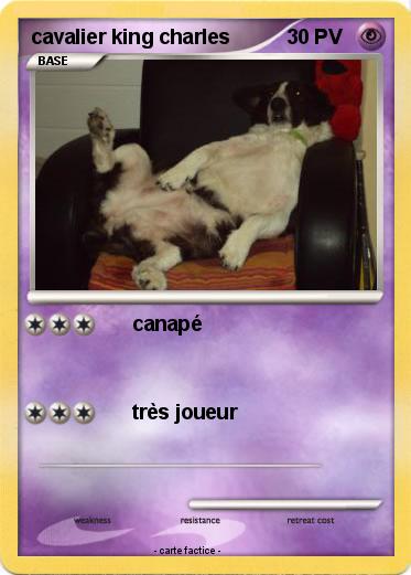 Pokemon cavalier king charles