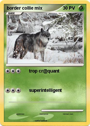 Pokemon border collie mix