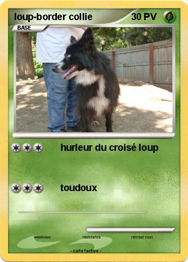 Pokemon loup-border collie
