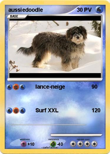 Pokemon aussiedoodle