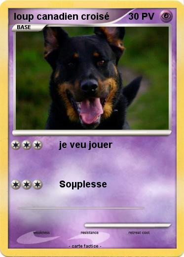 Pokemon loup canadien croisé