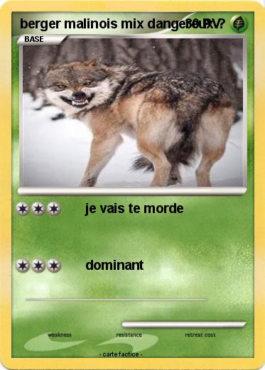 Pokemon berger malinois mix dangereux ?