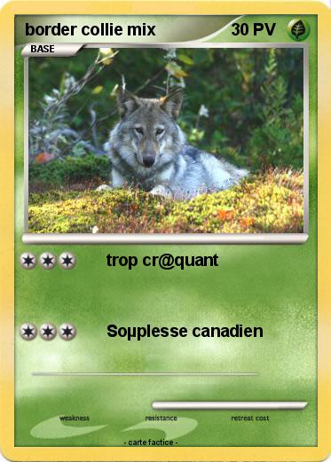 Pokemon border collie mix