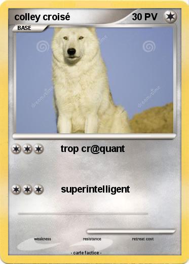 Pokemon colley croisé