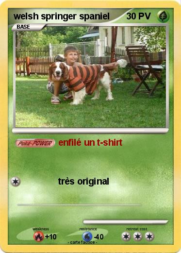 Pokemon welsh springer spaniel